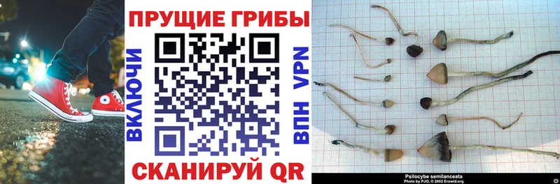 Псилоцибиновые грибы мицелий  нарко площадка как зайти  Канаш  закладки 